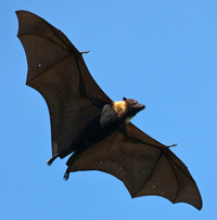 Facts on Bat Infestation